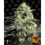 Peyote Cookies Feminised